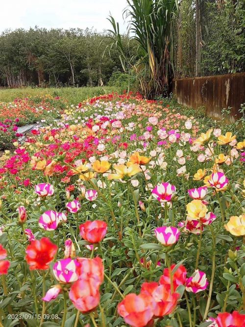 hat giong hoa muoi gio my 