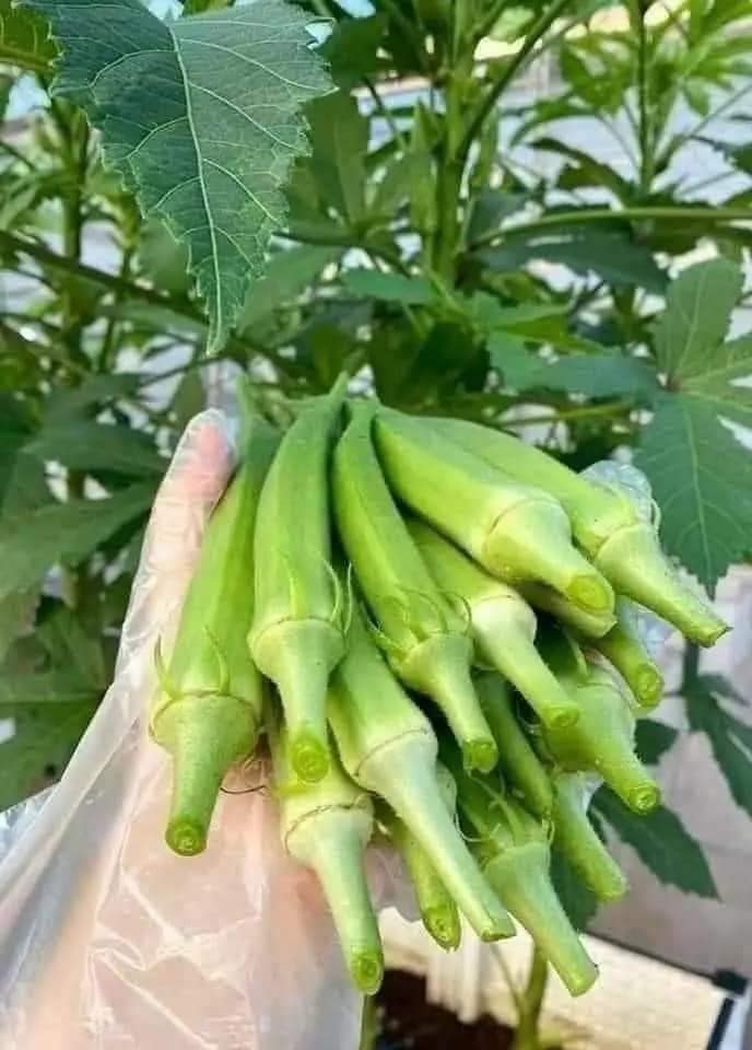 hat giong day bap xanh