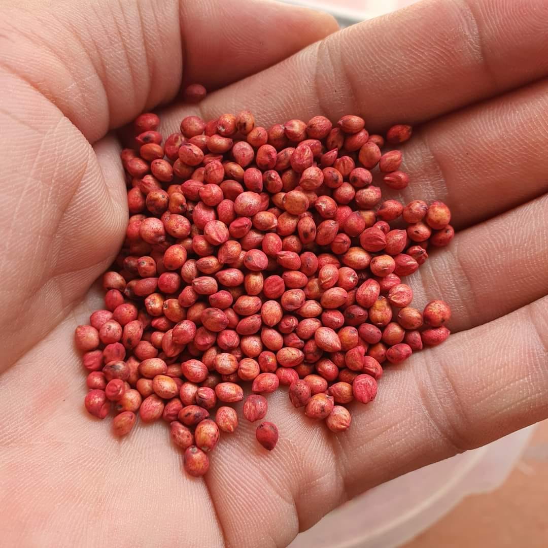 hinh anh hat giong co ngo