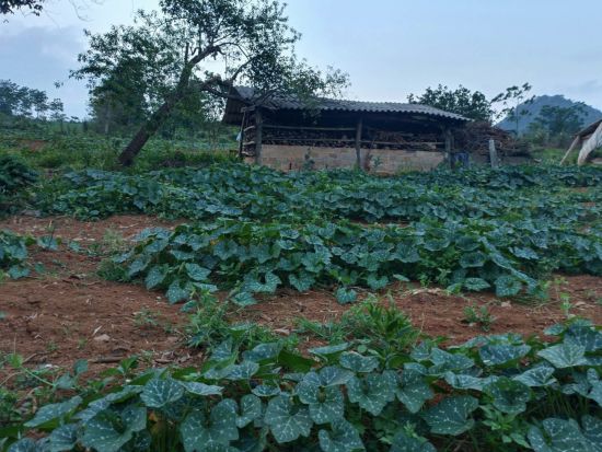 cung cap hat giong bi do